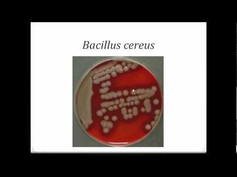 Bacteriology- Gram Positive Bacilli