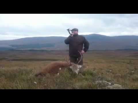 Highland-Hirsch, 14.10.2015, Signal "Hirsch tot"