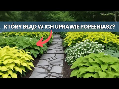 10 Najczęstszych BŁĘDÓW w uprawie HOST w ogrodzie