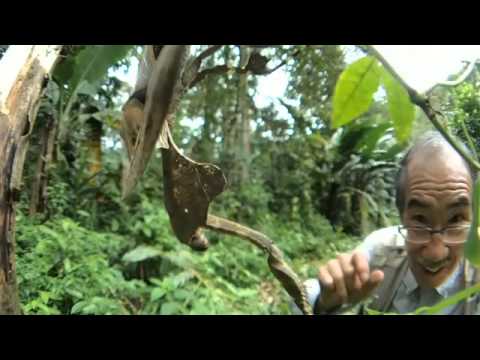 魚露目でカレハカマキリ