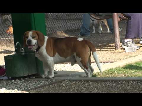San Dimas dogpark