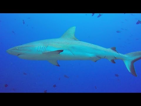 Scuba Diving in Palau