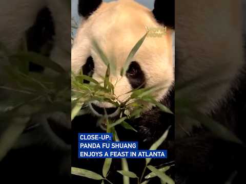 Close-up: Panda Fu Shuang enjoys a feast in Atlanta #worldnow