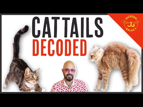 Quivering, Wagging, Puffed Up:  What is Your Cat's Tail Trying to Tell You?