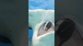 Download lagu HAMMERHEAD SHARK eats a piece of bait!!  Epic clip from earlier this year!  #shark #shorts mp3