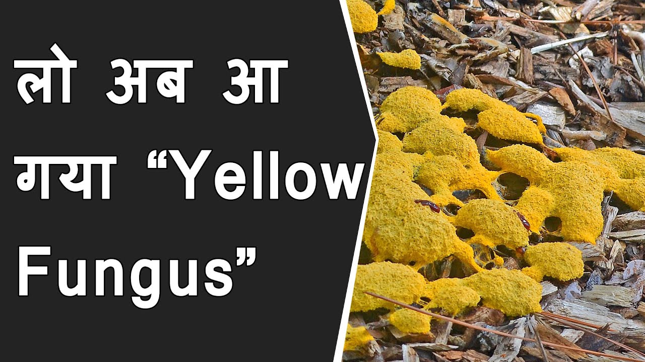 YELLOW FUNGUS: Black और White के बाद India में Yellow Fungus का अटैक | yellow fungus in Ghaziabad