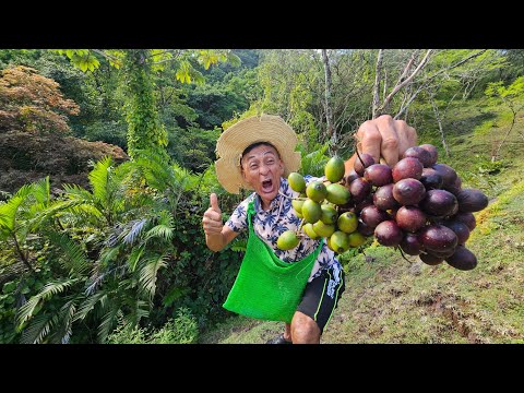 esta fruta encuentra Don jose en la montaña