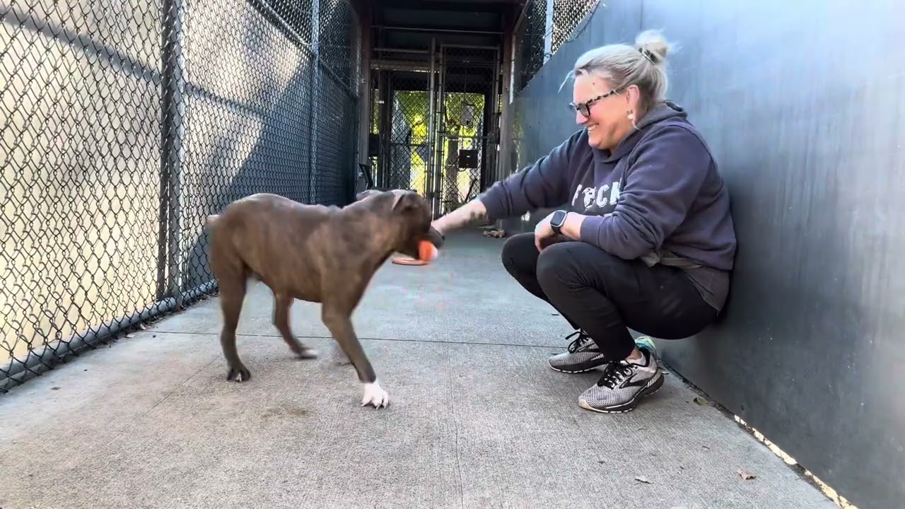 Enlarge Jazzie, a ADOPTABLE Pit Bull Terrier in Chicago, IL video 3/3
