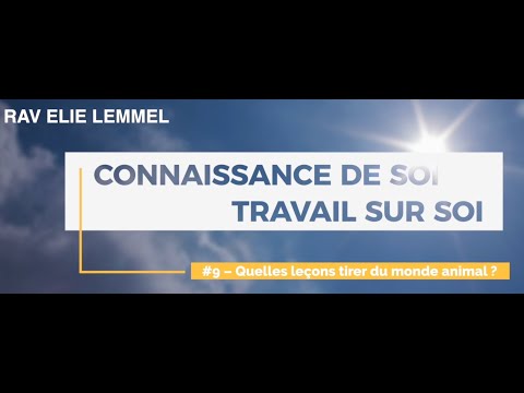 Travail sur soi : #9 –Quelles leçons tirer du monde animal ?