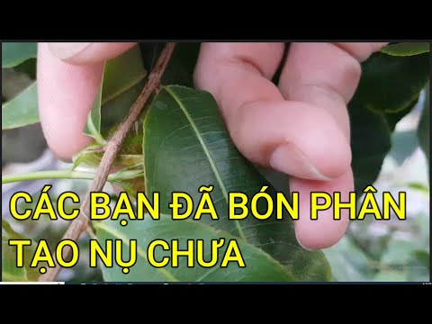 🔴 QBS23439 - THỜI ĐIỂM TẠO NỤ CHO CÂY MAI VÀNG MIỀN BẮC | TẠO NỤ SỚM CHO MAI VÀNG MIỀN BẮC TRẢNH RÉT