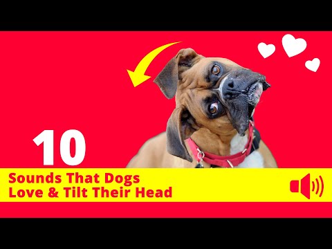 10 Sounds That Dogs Love &amp; Tilt Their Head 🐶❤️[GUARANTEED]