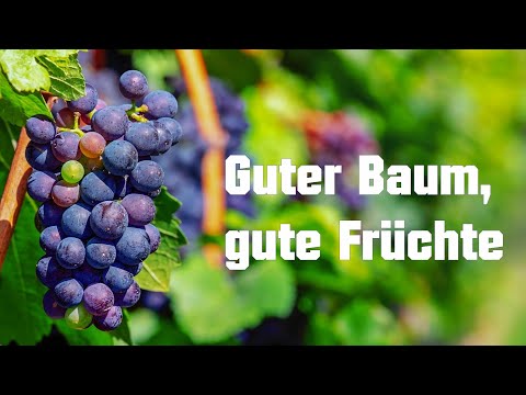 Guter Baum, gute Früchte