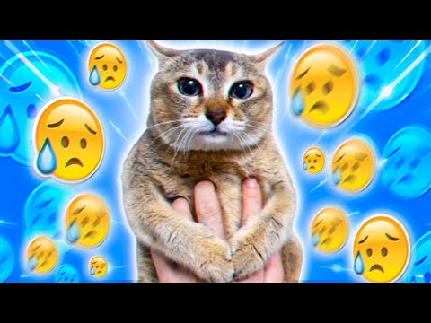 Tole Tole Cat. It's a SAD meme