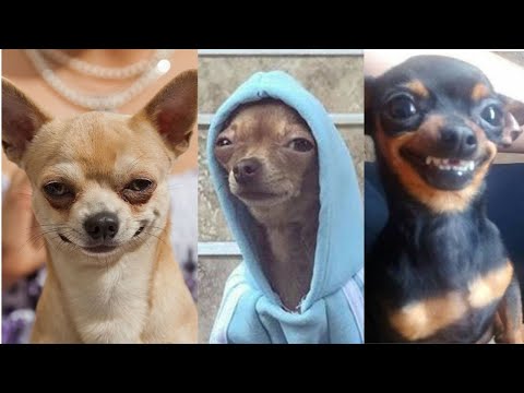 Decoding The Humor Behind Salutes Meme