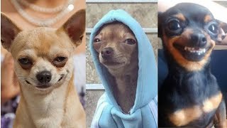 Meme Video That Made Me Salute The Dog...