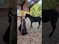 Artista de Alegria, un poulain très particulier