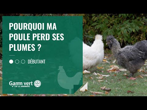 , title : '[TUTO] Pourquoi ma poule perd ses plumes ? - Jardinerie Gamm vert'