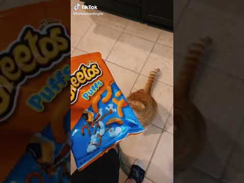 Cat Eating Cheetos 😃😂 #Shorts
