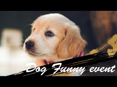 Dog funny | funny event |