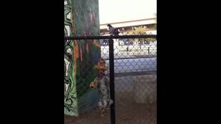 Dog eat bird fence climb