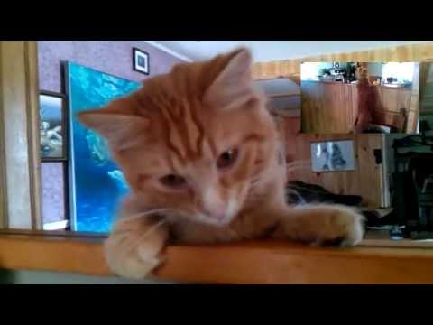 This Cat is Inquisitive