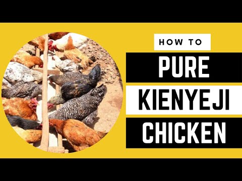 Profitable Pure KIENYEJI Chicken | AFRICA FARMING (CHICKEN FARMING ep 7)