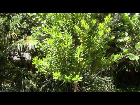 Pimenta racemosa  West Indian Bay Tree