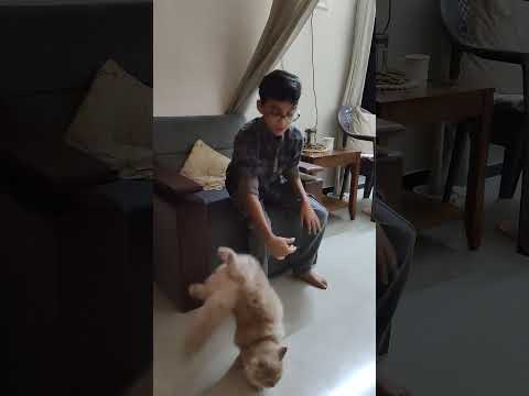 My Cat 😺 please subscribe like and share to sharjil king 01 👑#short