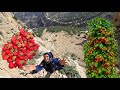 Ismat S Dangerous Journey Through The Zagros Mountains Discovering Delicious Wild Strawberries