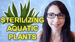 Sterilizing Aquatic Plants | Different Methods For How To Sterilize Live Plants For Your Aquarium