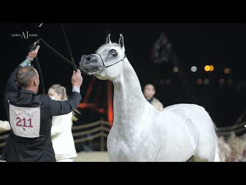 ⚡️ NHAAR AL NASSER⁣ ⚡️ Stallions 4-6 yo Class Winner⁣, 2022 KIAHF ARABIAN PENINSULA CHAMPIONSHIP