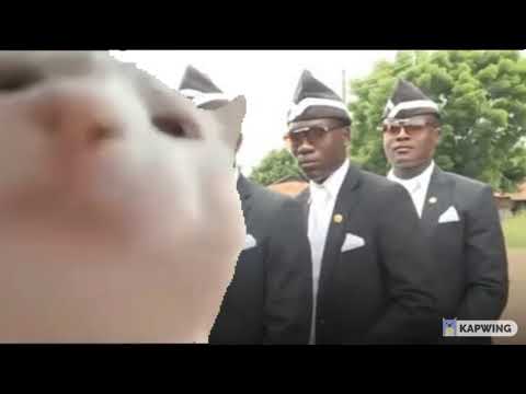 Cat vibing to Coffin dance