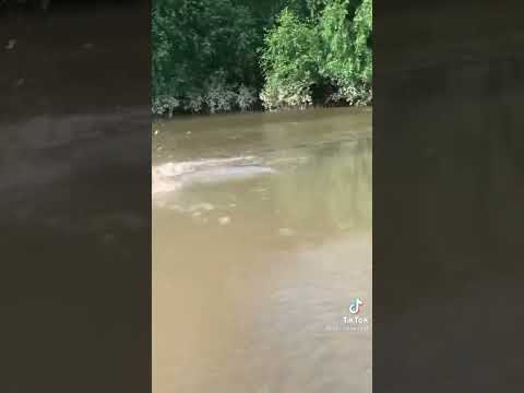 ワニ 🐊 人間への攻撃 😳#トレンド #バイラル #ショートパンツ #天気 #バイラルビデオ #アリゲーター #クロコダイル