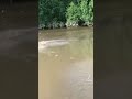 Crocodile Attack On Human Trending Viral Shorts Weather Viralvideo Alligator Crocodile