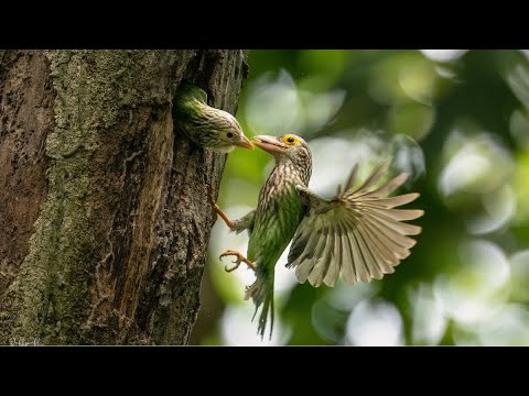 Lineated Barbet caring for its young. Captured using Sony A1+600mm/f4
