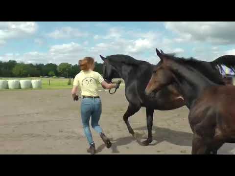 Beck, Conthargos-Clinton I-Chacco Blue