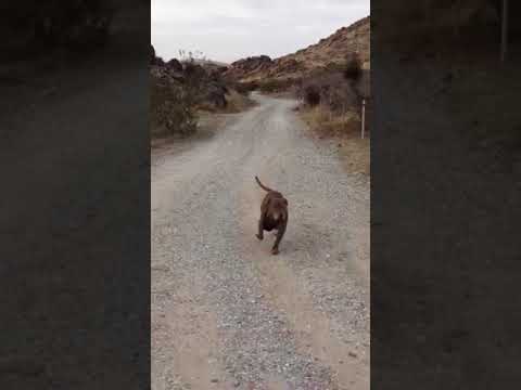 protect those dog feet from broken glass and sharp rocks!