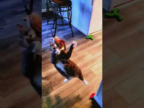 EPIC Slow-Mo Cat Moments - MUST WATCH!!