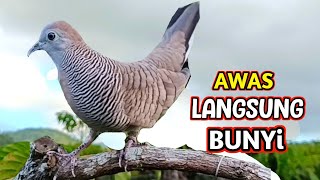 Download lagu Suara Burung Perkutut Lokal Manggung Gacor Suara Besar mp3 Download lagu Suara Burung Perkutut Lokal Manggung Gacor Suara Besar mp3