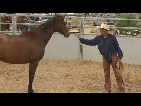 CNN: 'Real' horse whisperer revealed