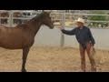 CNN Real Horse Whisperer Revealed