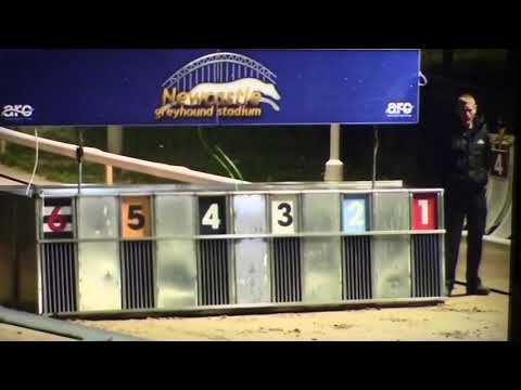 DROOPYS VERVE ( Trap 3 ) All England Cup Heats 3rd Oct 19