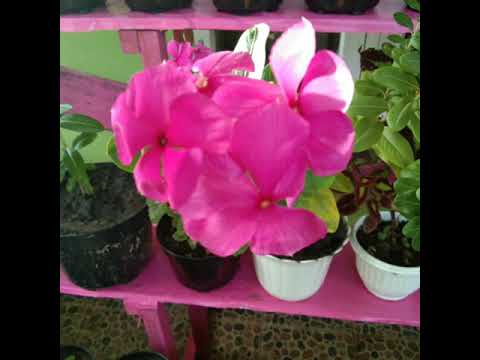 Cantikkknyaa bungaaaku😍😍😍😍😍😍