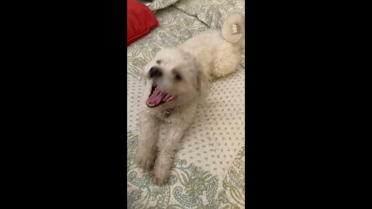 Enlarge Elf - CTX, a ADOPTABLE Bichon Frise in Tulsa, OK video 2/2