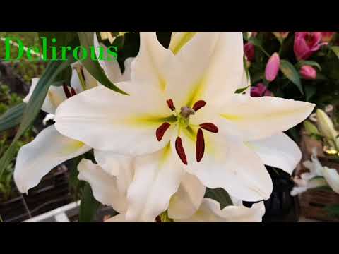 Dutch Lilies, Artemis and Imanse