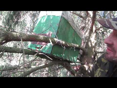 Пчеловодство. Роеловство. Первые признаки что бродячий рой прилетел с маткой. #Роеловство #рой_пчёл