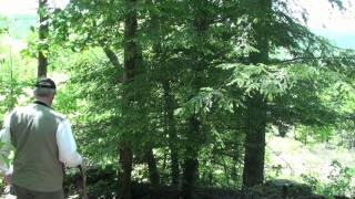 preview picture of video 'Nature Walk With Mark - The Eastern Hemlock'