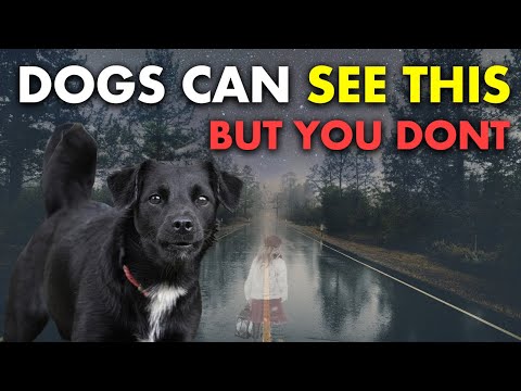 20 Things Your Dog Can See & Feel But YOU CAN'T | The Sixth Sense of Animals