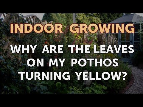 How to Regrow a Broken Aloe Leaf