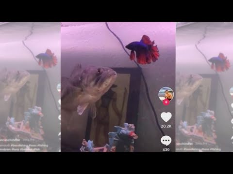 "BEST" Tank Mate for Betta Fish | Fish Tank Review 58